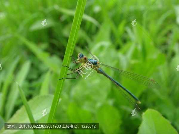 蜻蜓