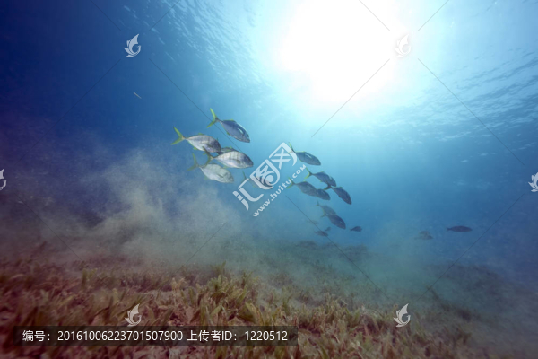 海洋和海草