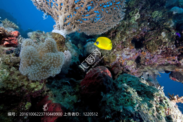珊瑚和蒙面的蝴蝶魚