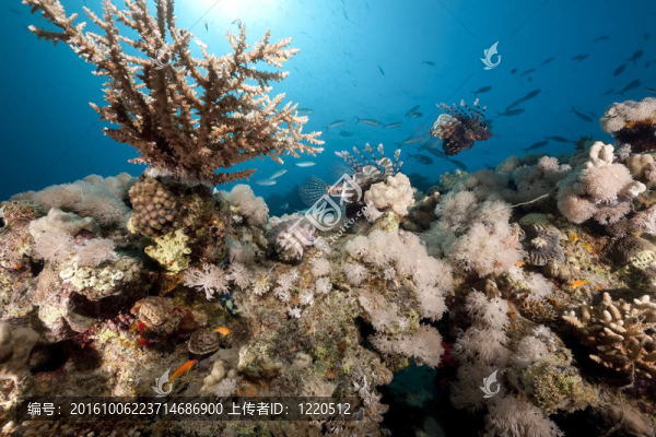 珊瑚和獅子魚