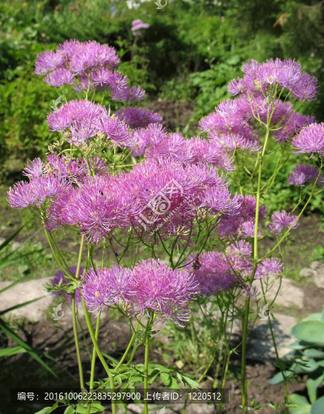 唐松草（唐松草屬aquuigelifolium）在花園里