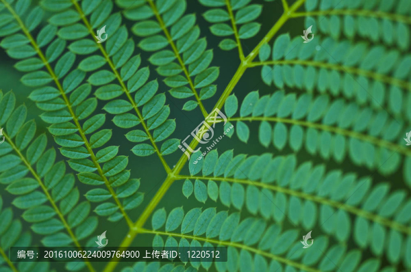 葉宏
