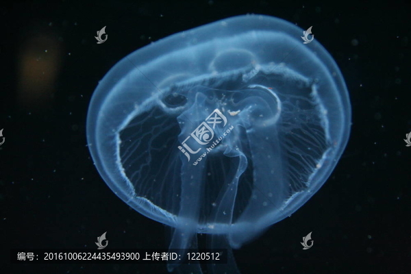 海月水母