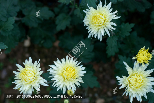 菊花