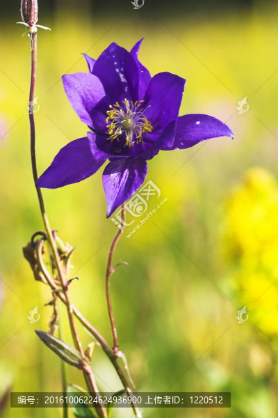 藍(lán)色耬斗菜的花
