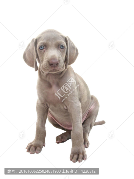 威瑪獵犬小狗01