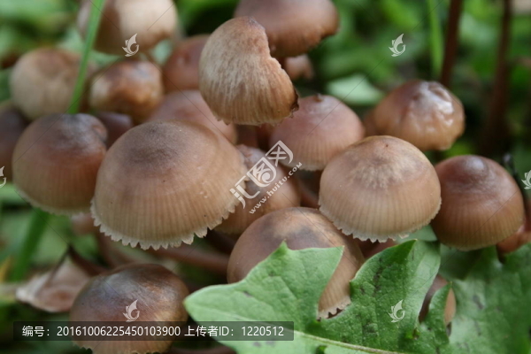 華盛頓州的蘑菇