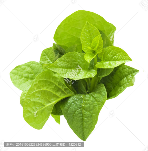 木耳菜。