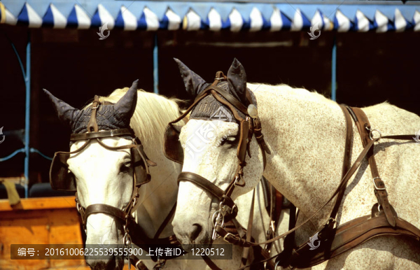 馬車(chē)