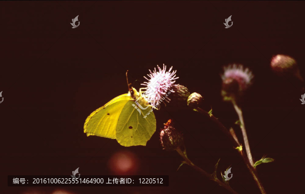 蝴蝶