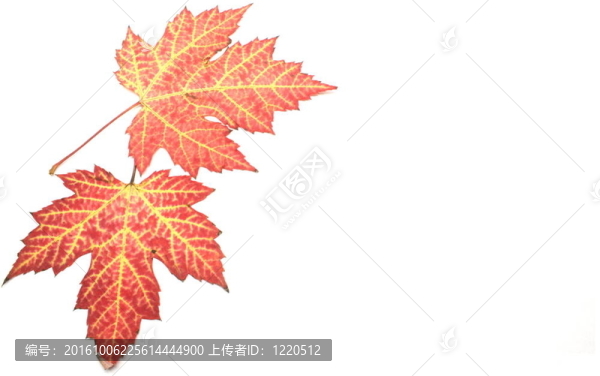 兩楓葉
