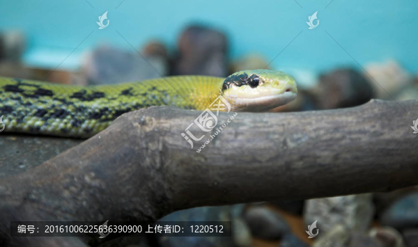 蛇
