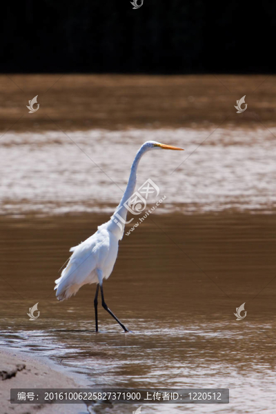 大白鷺鳥站在水里