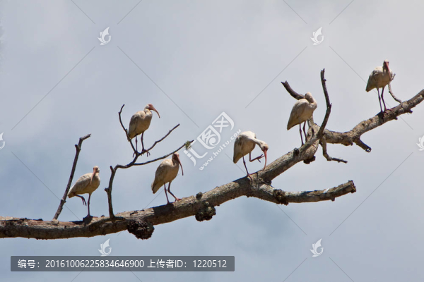 白色朱鷺鳥坐在樹枝上
