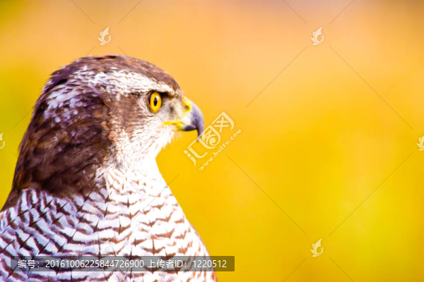 野生鳥類