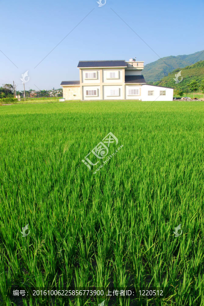 農(nóng)村和綠色稻田。
