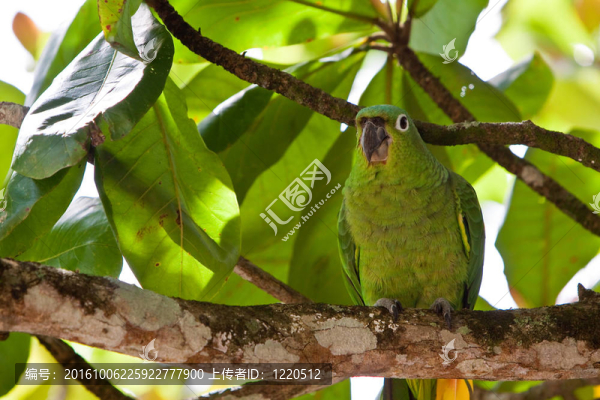 Yellow,naped,parrot鳥在樹枝上