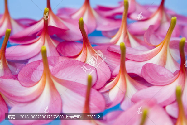 浮花