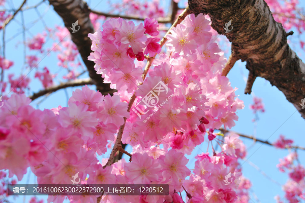 春天櫻花