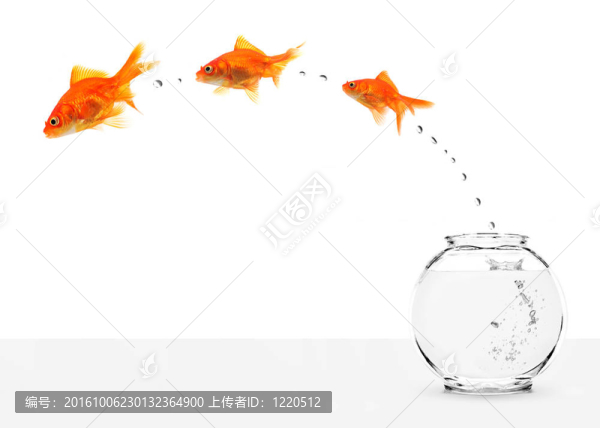 三條金魚逃離魚缸