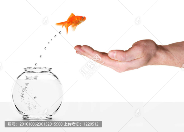 金魚(yú)跳出魚(yú)缸和為人的手掌