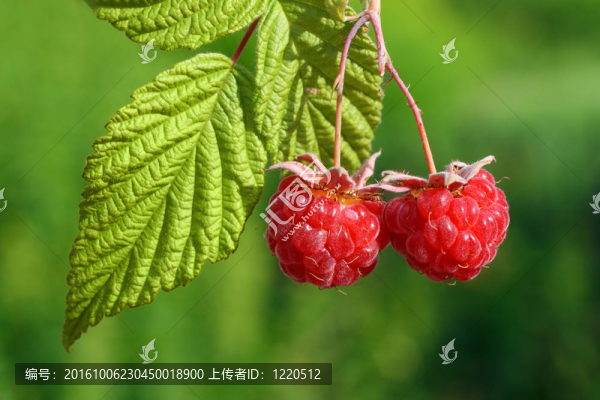 葉對(duì)懸鉤子