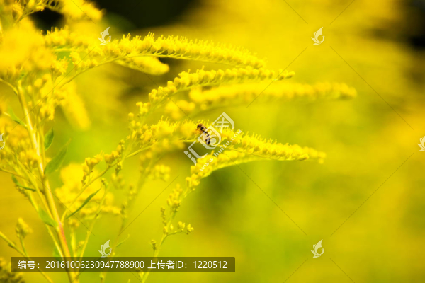 小蜜蜂特寫黃色的花