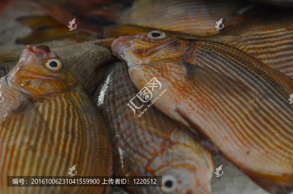 新鮮的魚