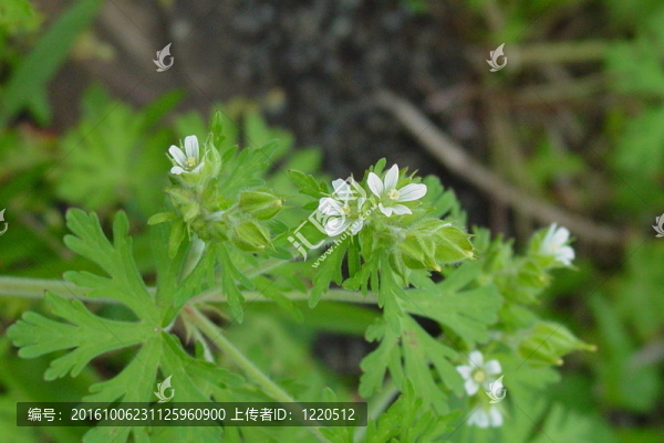 野老鸛草；White