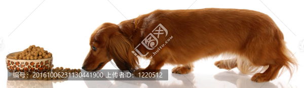 長毛迷你臘腸犬溜到狗食碗