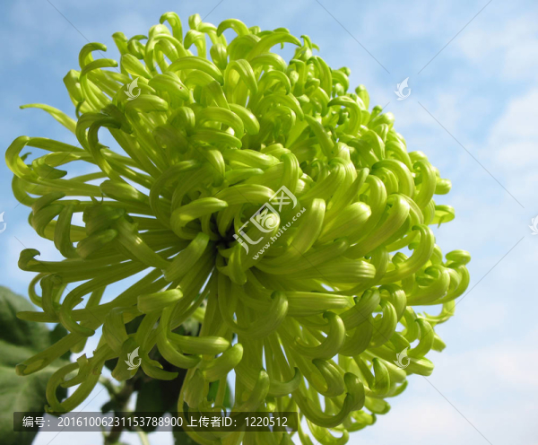 藍天上的綠菊花