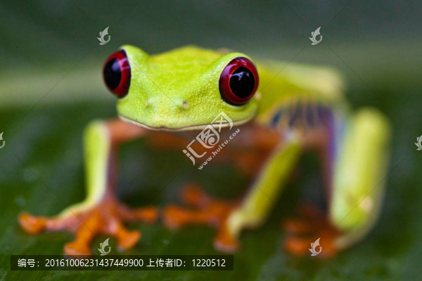 葉子上的紅眼睛的樹蛙