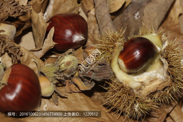 布朗一些栗子和堅(jiān)果的葉子