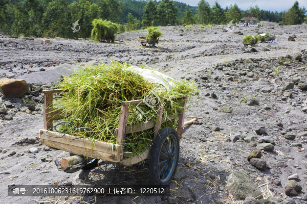 草車在默拉皮火山；印度尼西亞
