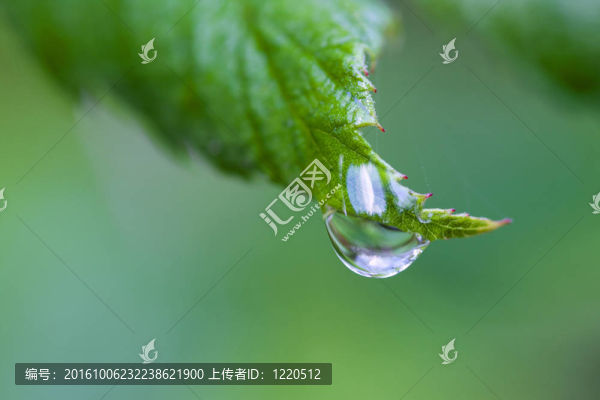 一片露水落在樹(shù)葉上。