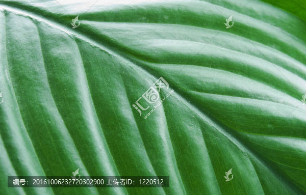 植物的綠片
