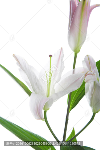 白百合