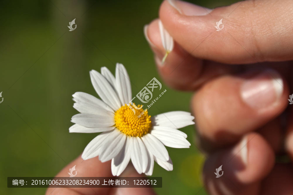 推測上甘菊