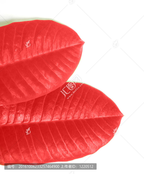 紅色的葉子