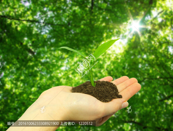 植物對(duì)森林