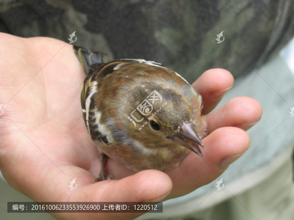 坐在人的手上的鳥