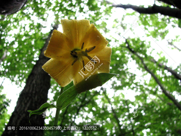紋理；抽象；自然；花朵；露珠；下降