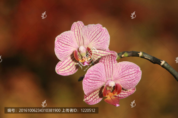 紅自然背景下的蘭花