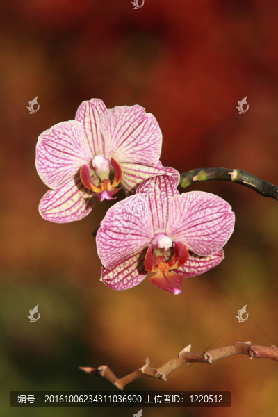 紅自然背景下的蘭花。