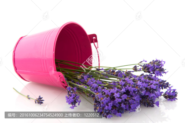 水桶中的薰衣草