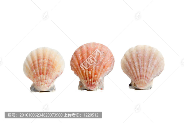 扇貝/海貝殼的白色背景