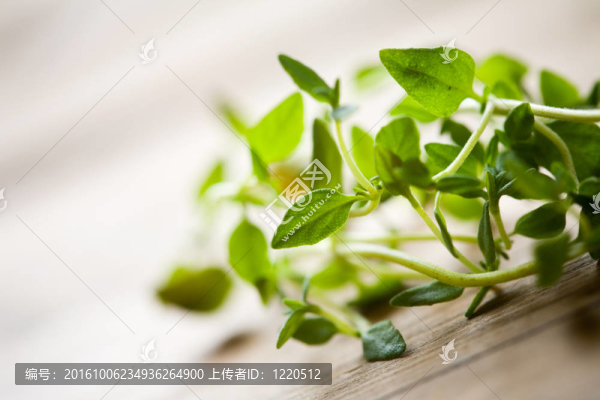 新鮮的百里香