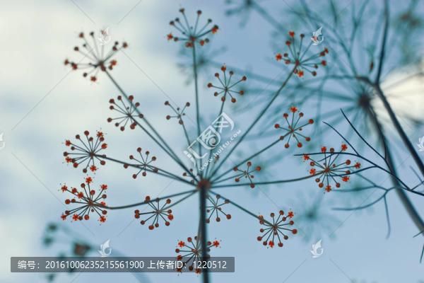 與自然風(fēng)格的背景