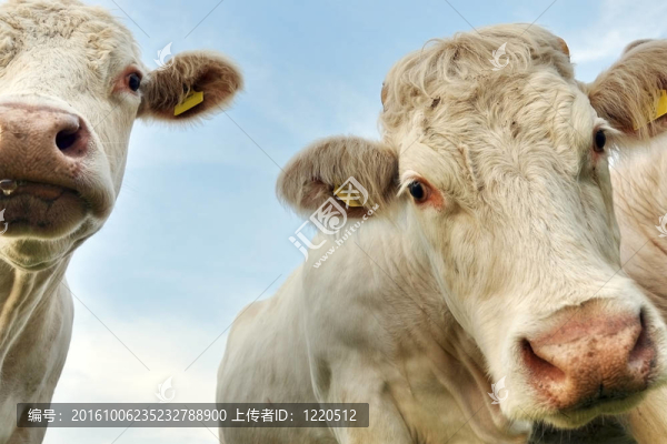奶牛