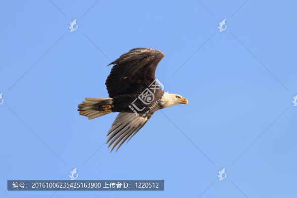 成年禿鷹（白頭海雕）